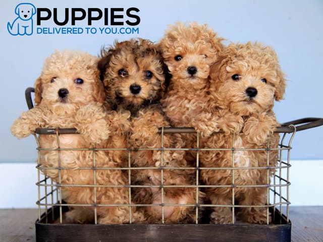 Beautiful Poodle Puppies media 2