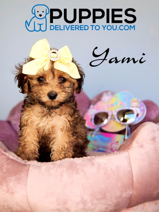 Beautiful Poodle Puppies media 4