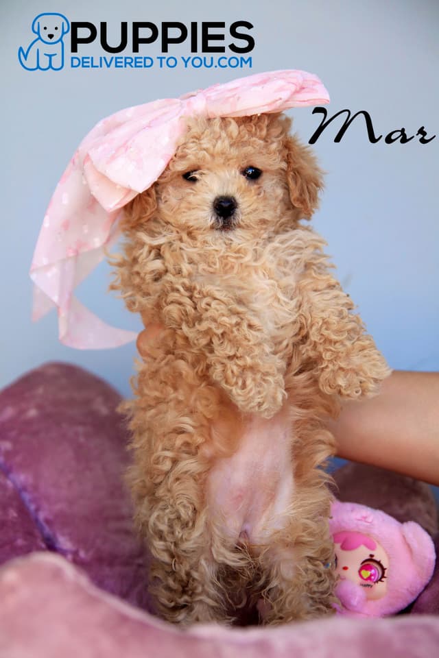 Beautiful Poodle Puppies media 5