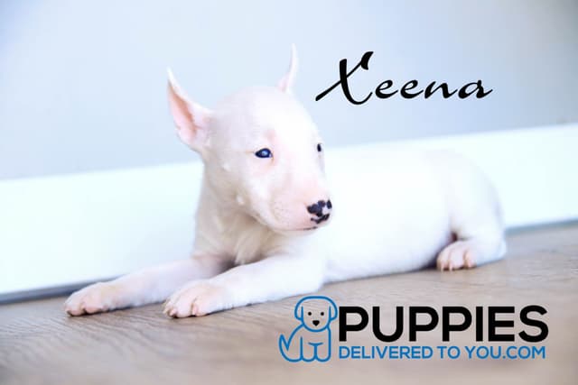 Bull Terrier Puppies media 6