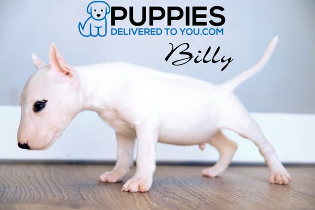 Bull Terrier Puppies media 7