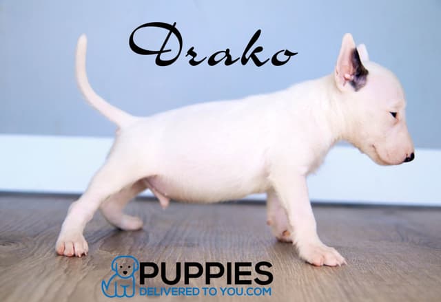 Bull Terrier Puppies media 8