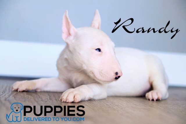 Bull Terrier Puppies media 9