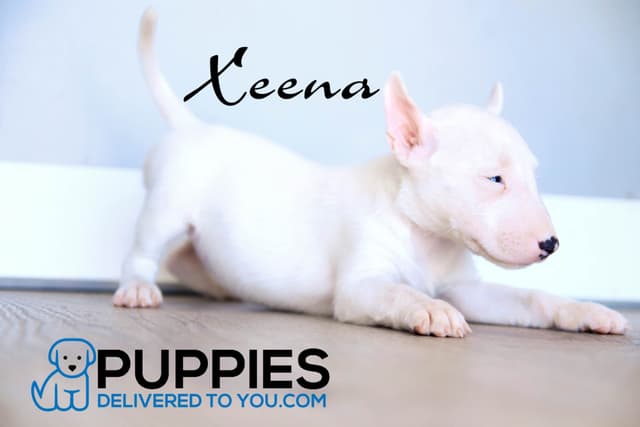 Bull Terrier Puppies media 10