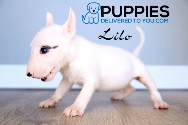 Bull Terrier Puppies media 2