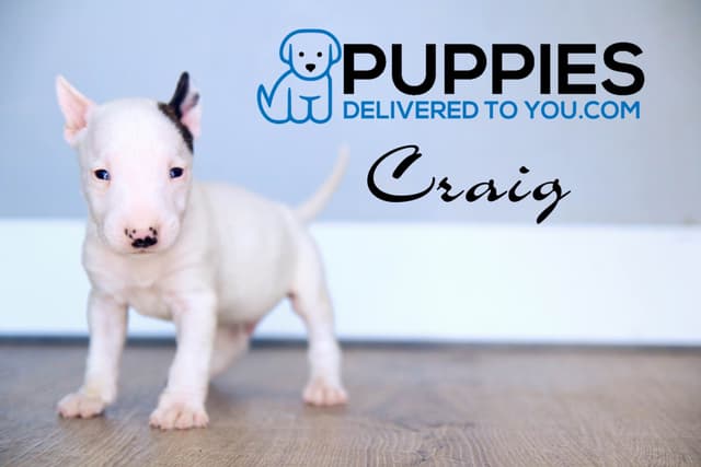 Bull Terrier Puppies media 5