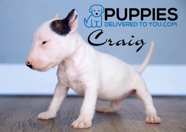 Bull Terrier Puppies media 14