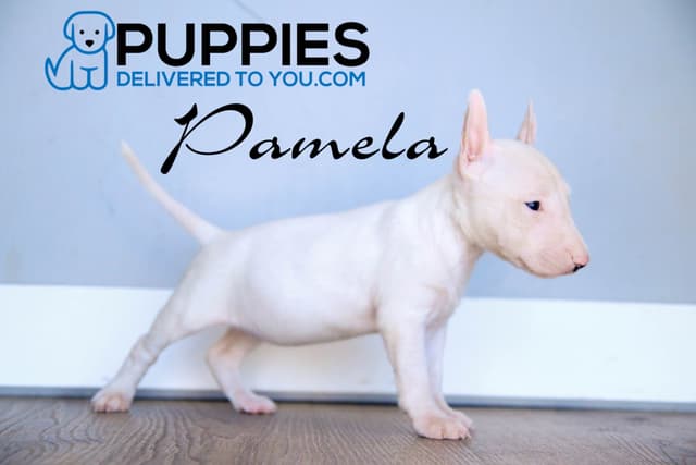 Bull Terrier Puppies media 12