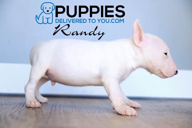 Bull Terrier Puppies media 13