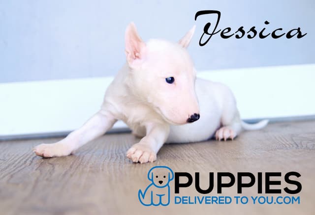 Bull Terrier Puppies media 16