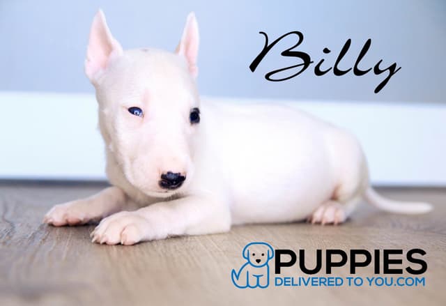Bull Terrier Puppies media 15