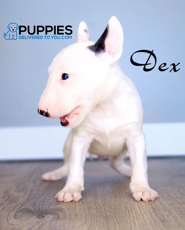 Bull Terrier Puppies media 17