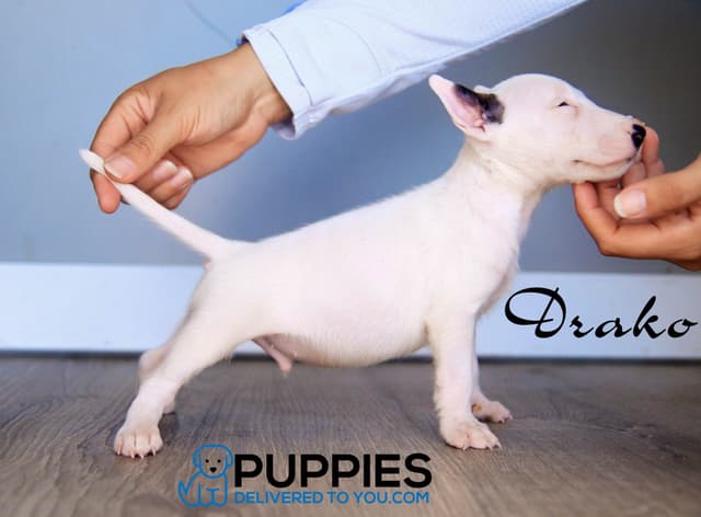 Bull Terrier Puppies media 3