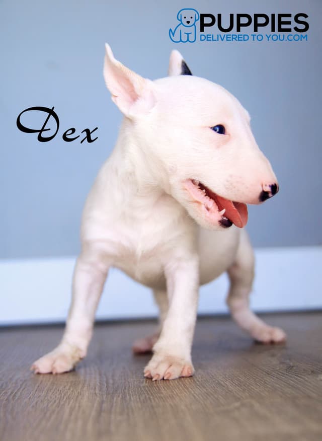 Bull Terrier Puppies media 18