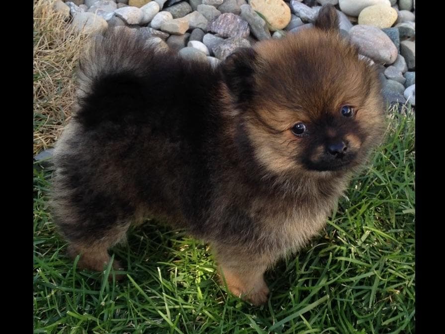 1 merle male Pom pup breeder image 9