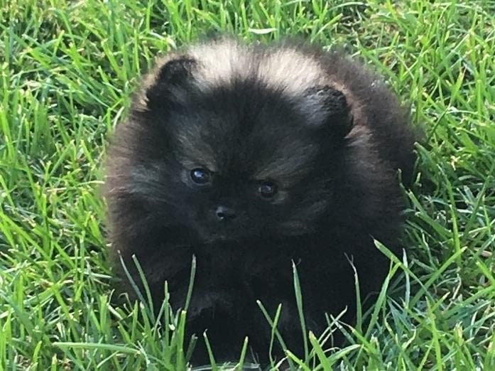 1 merle male Pom pup breeder image 8