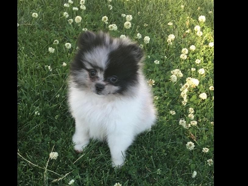 1 merle male Pom pup breeder image 7
