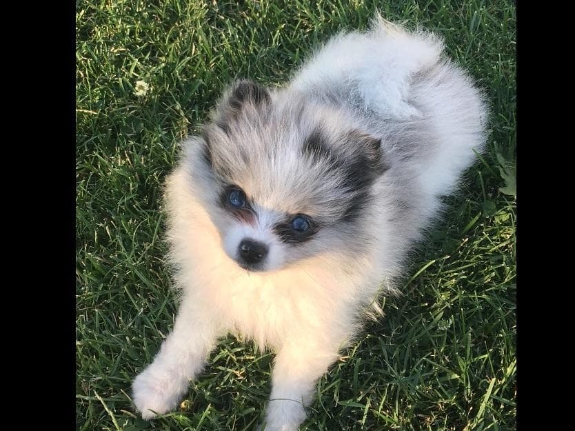 1 merle male Pom pup breeder image 6