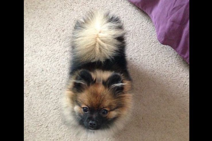 1 merle male Pom pup breeder image 2