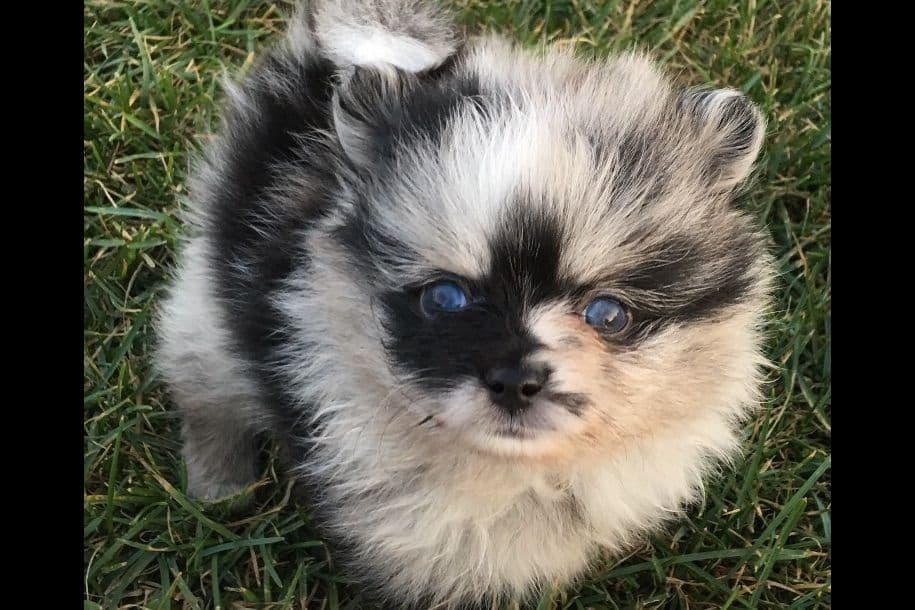 1 merle male Pom pup breeder image 5
