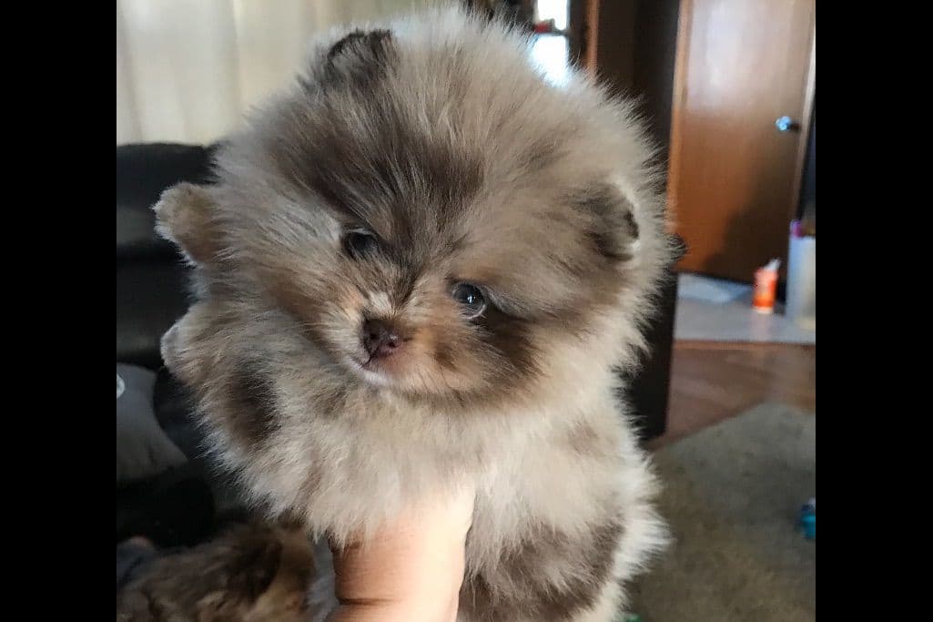 1 merle male Pom pup breeder image 3