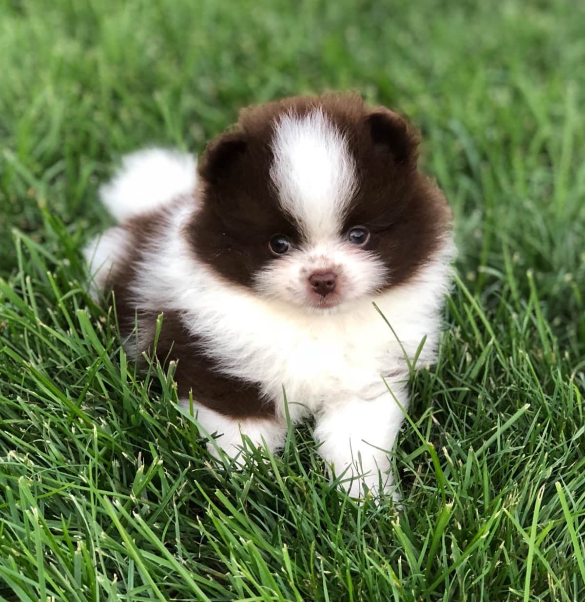 1 merle male Pom pup breeder image 11