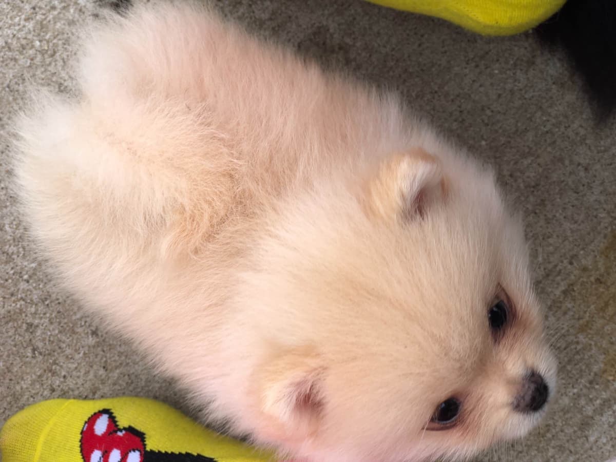 1 merle male Pom pup breeder image 10