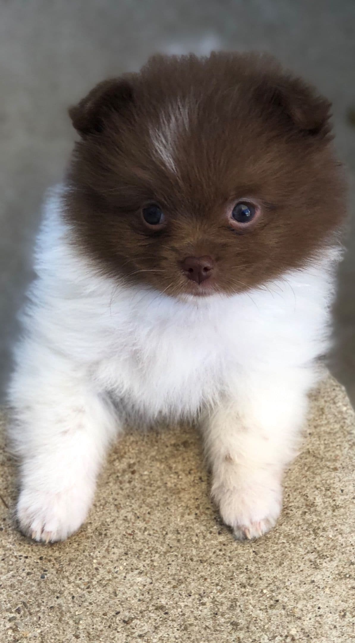 1 merle male Pom pup breeder image 12