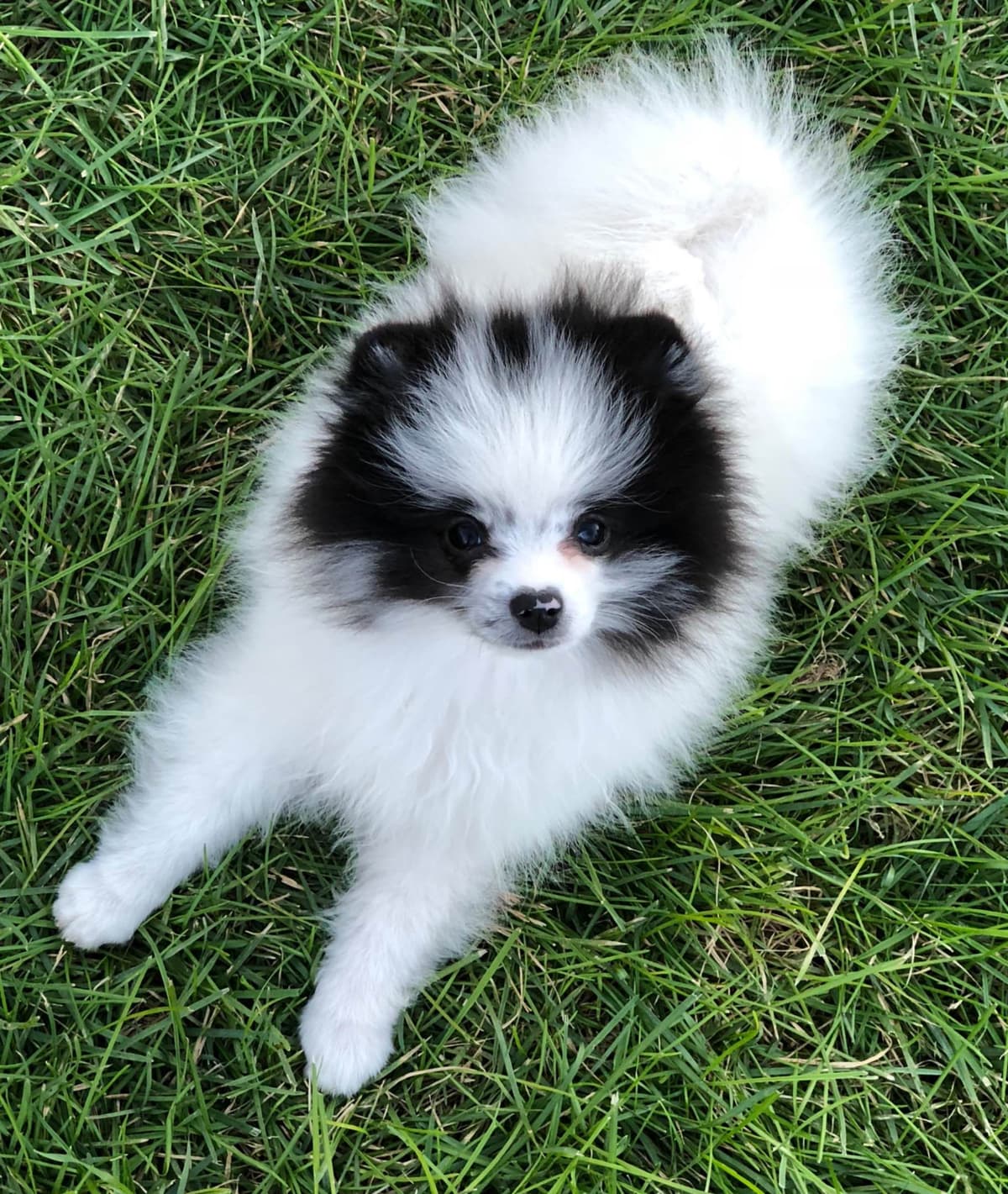 1 merle male Pom pup breeder image 13