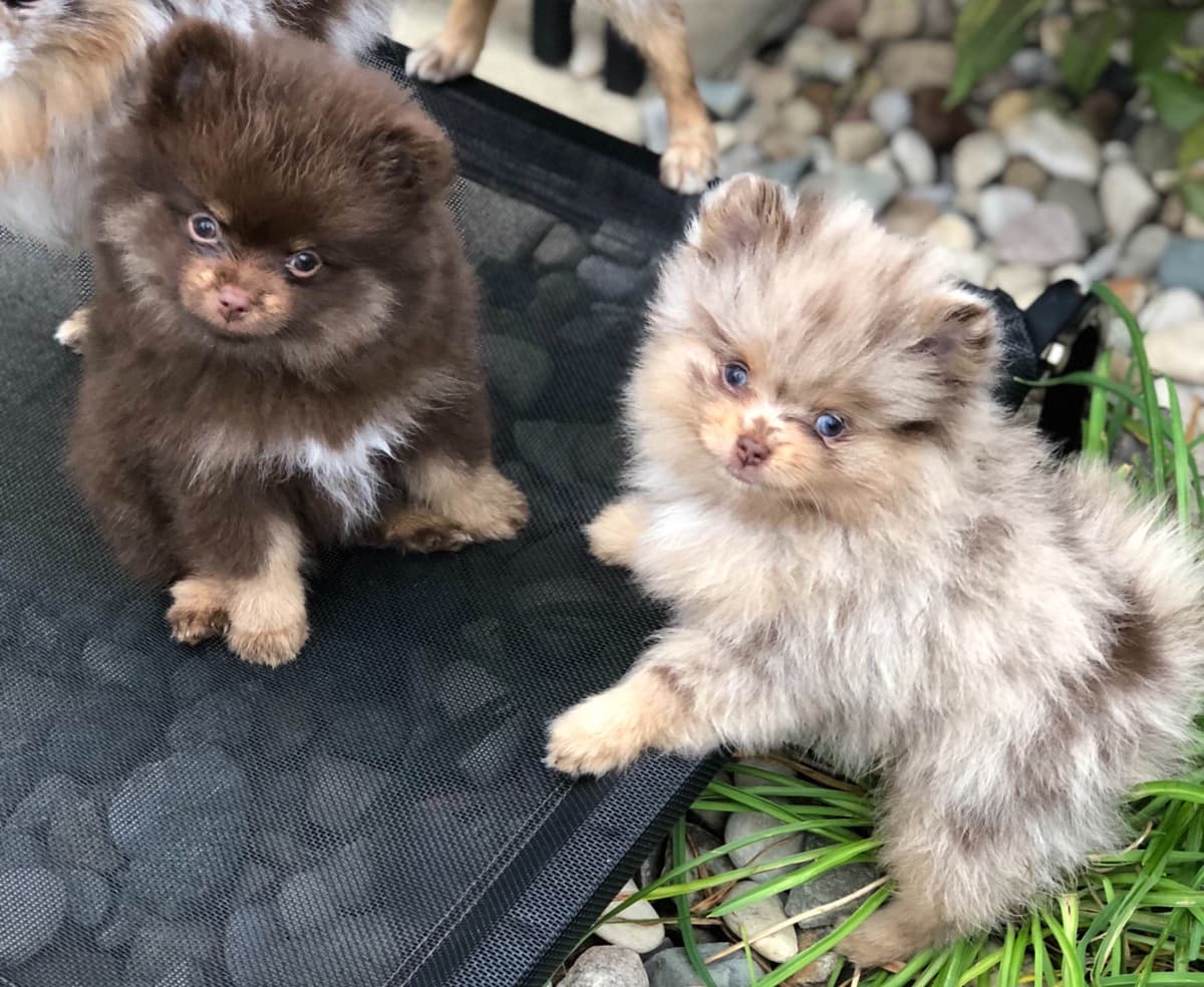 1 merle male Pom pup breeder image 1