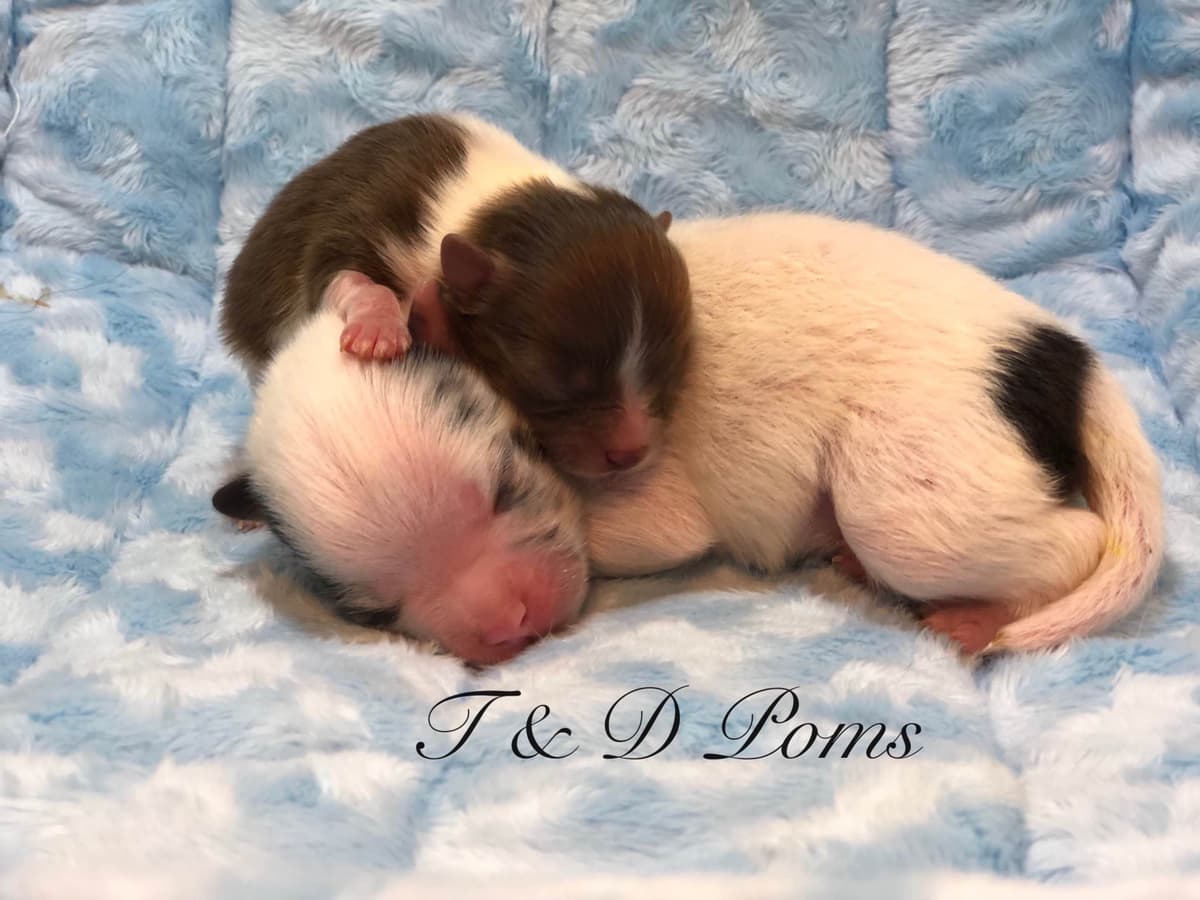 1 merle male Pom pup breeder image 15