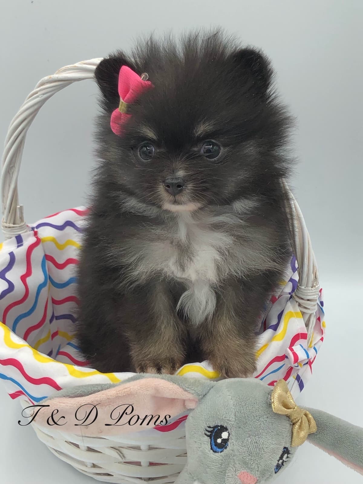 1 merle male Pom pup breeder image 16