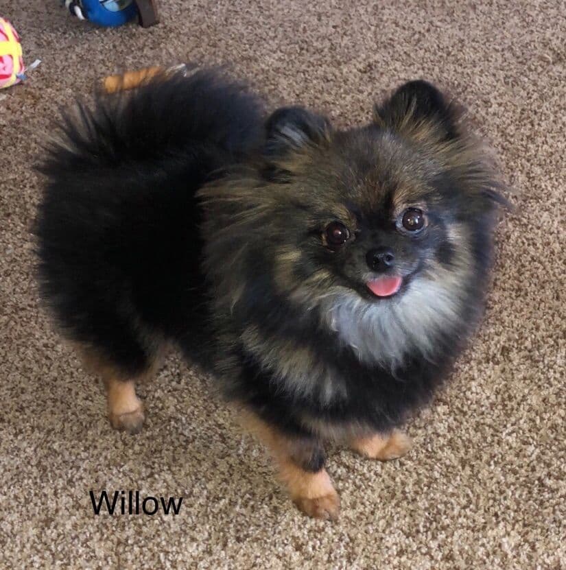 1 merle male Pom pup breeder image 17