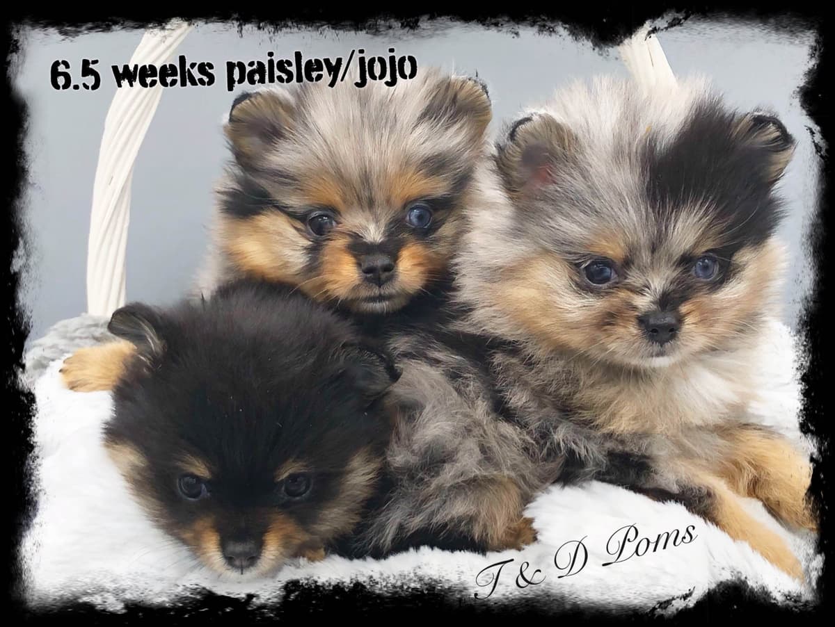 1 merle male Pom pup breeder image 18