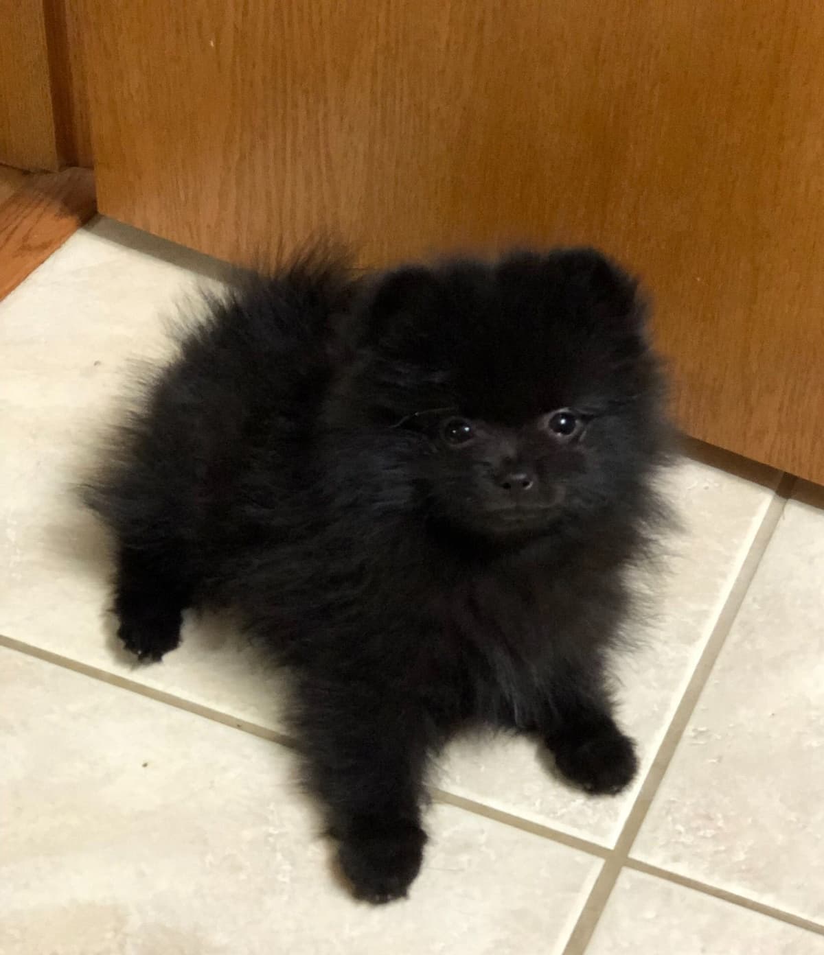 1 merle male Pom pup breeder image 19