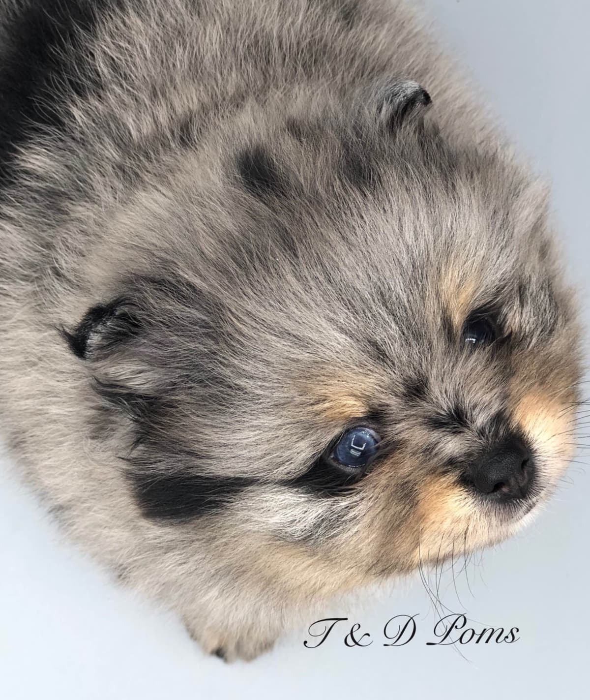 1 merle male Pom pup breeder image 20