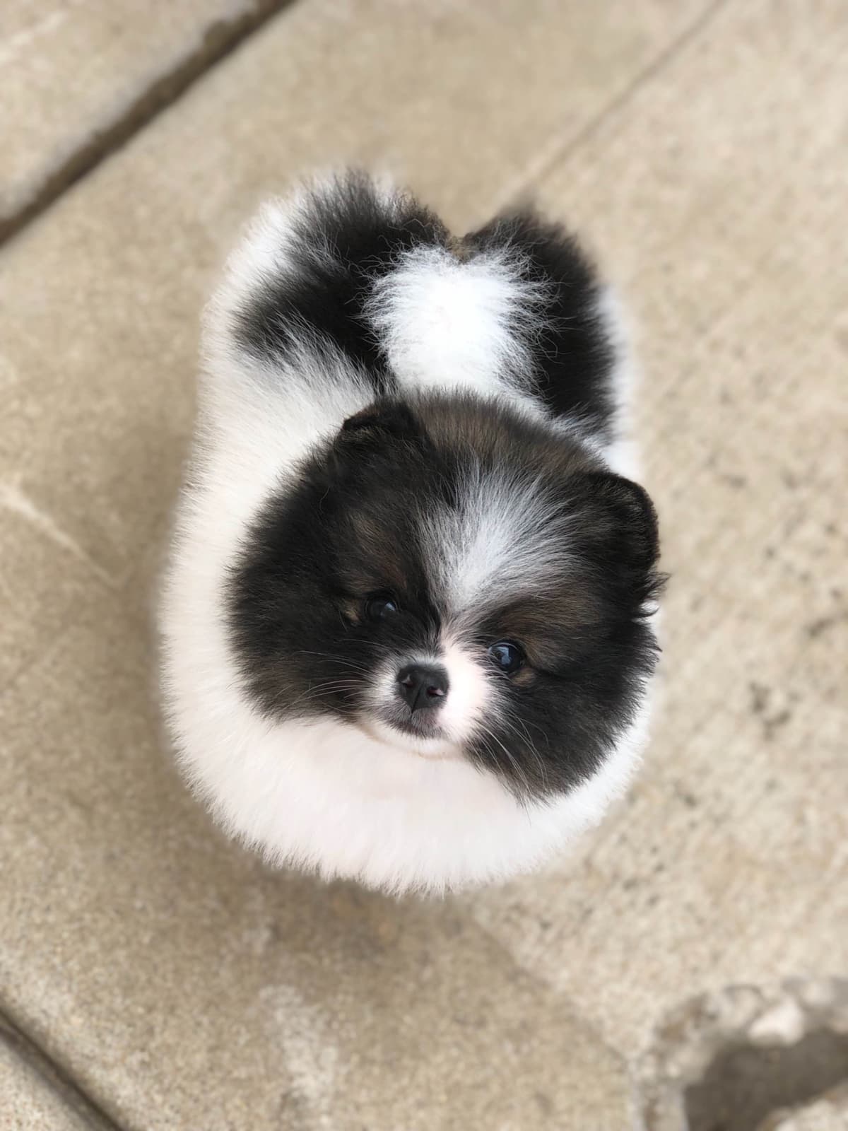 1 merle male Pom pup breeder image 21