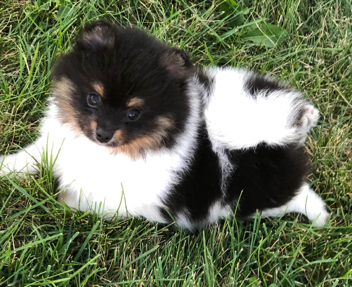 1 merle male Pom pup breeder image 22