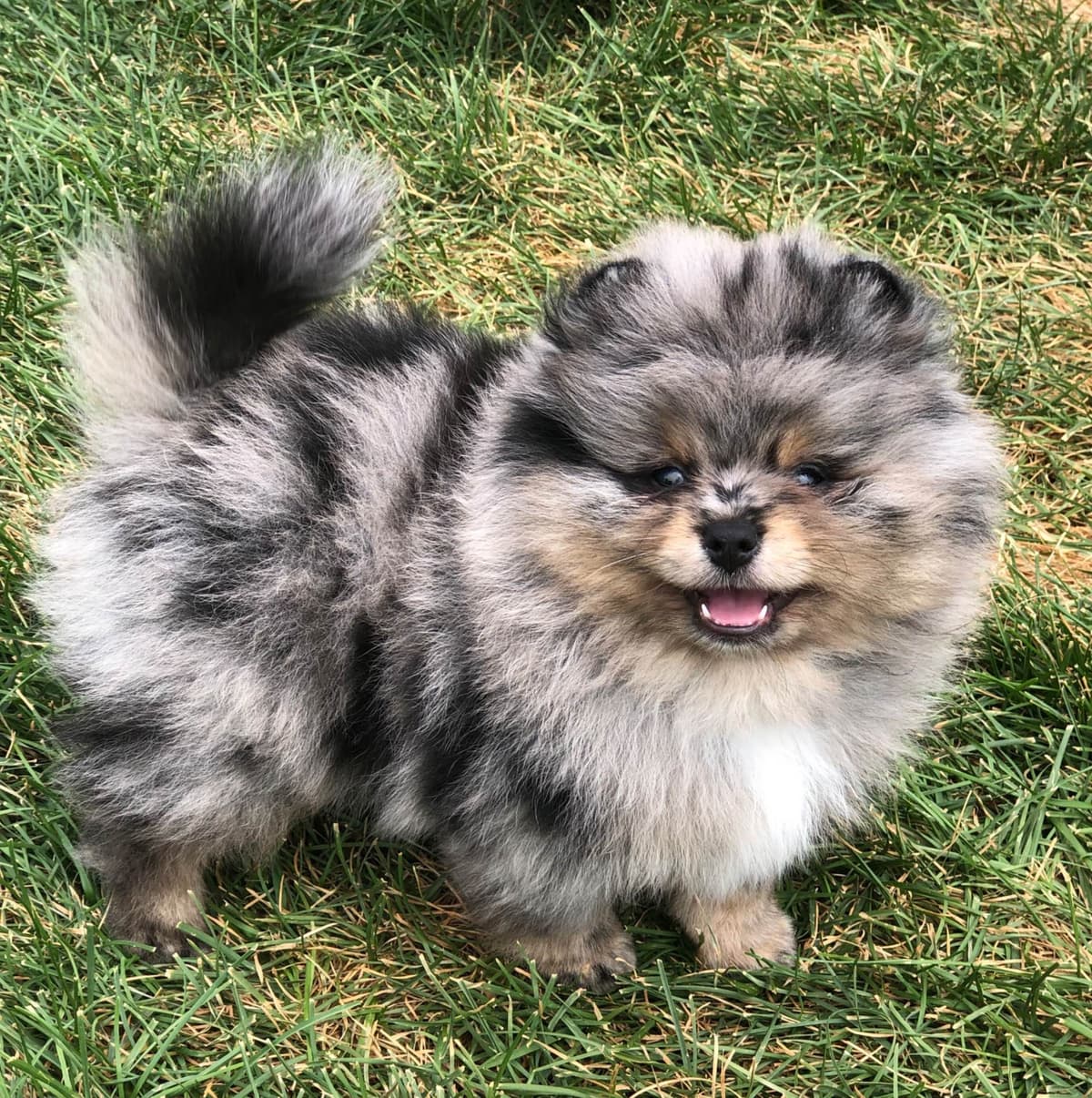 1 merle male Pom pup breeder image 23