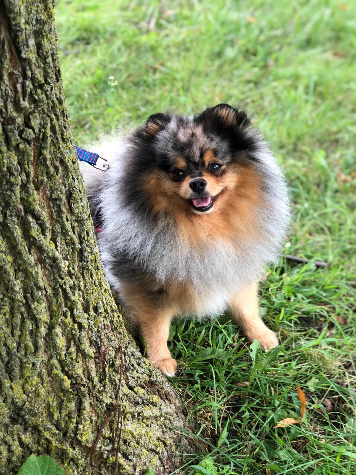 1 merle male Pom pup breeder image 24