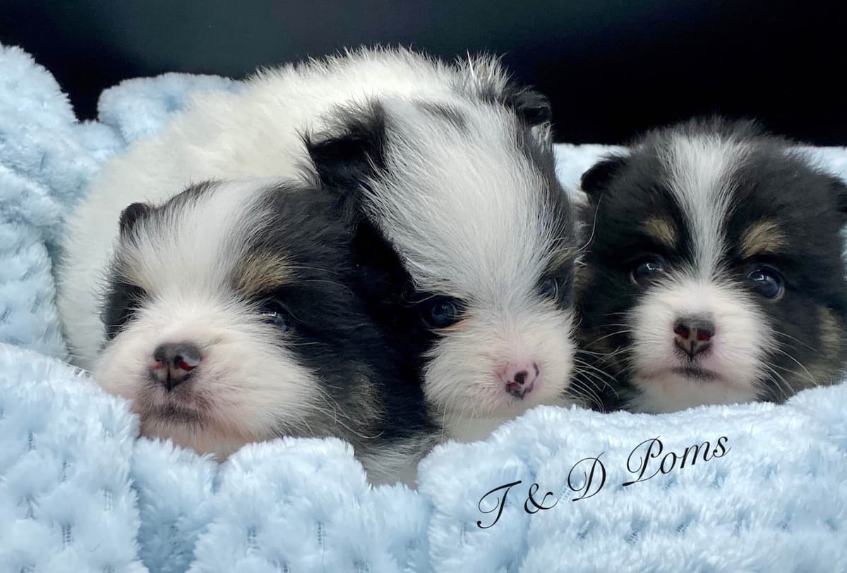 1 merle male Pom pup breeder image 25