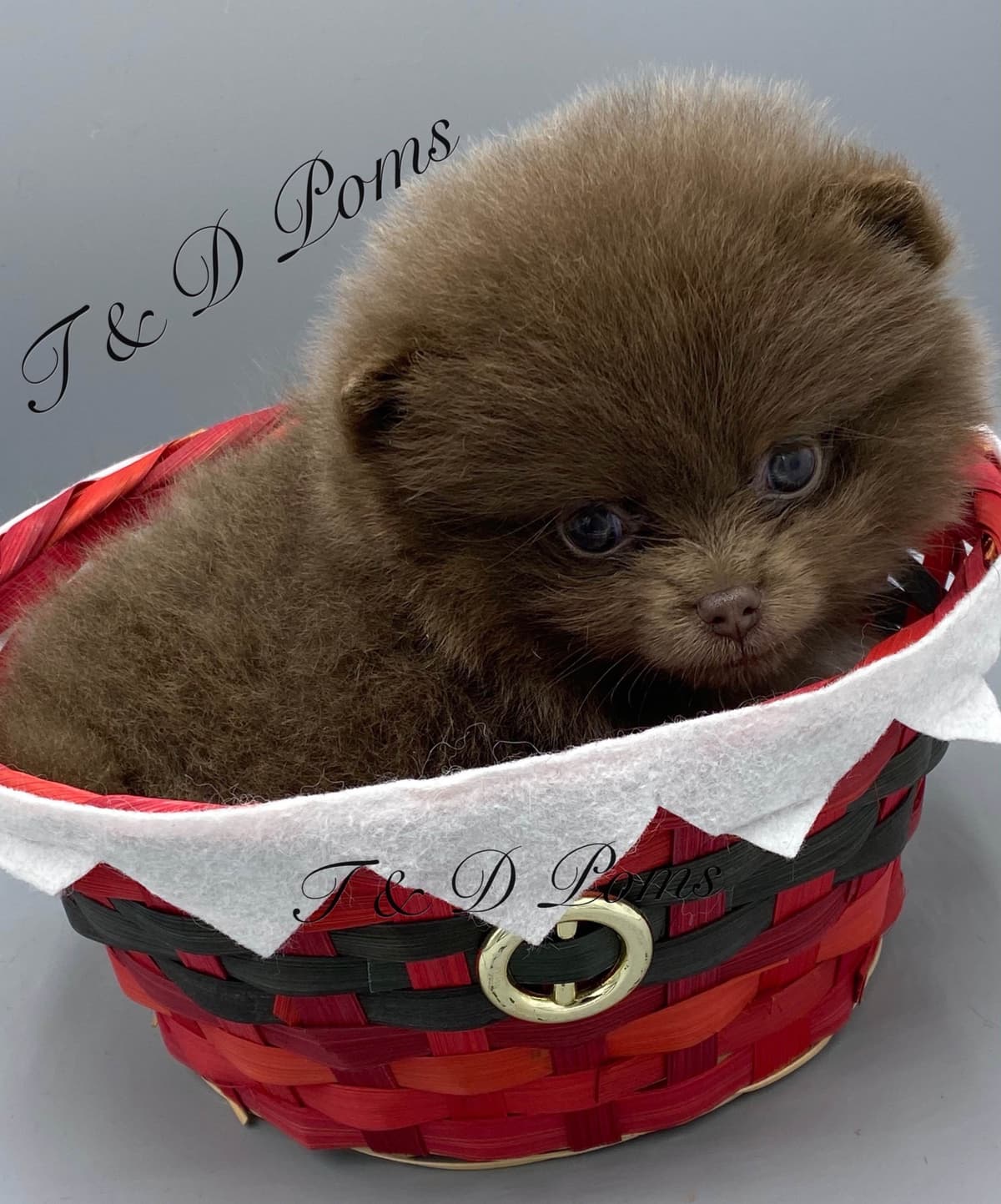 1 merle male Pom pup breeder image 26