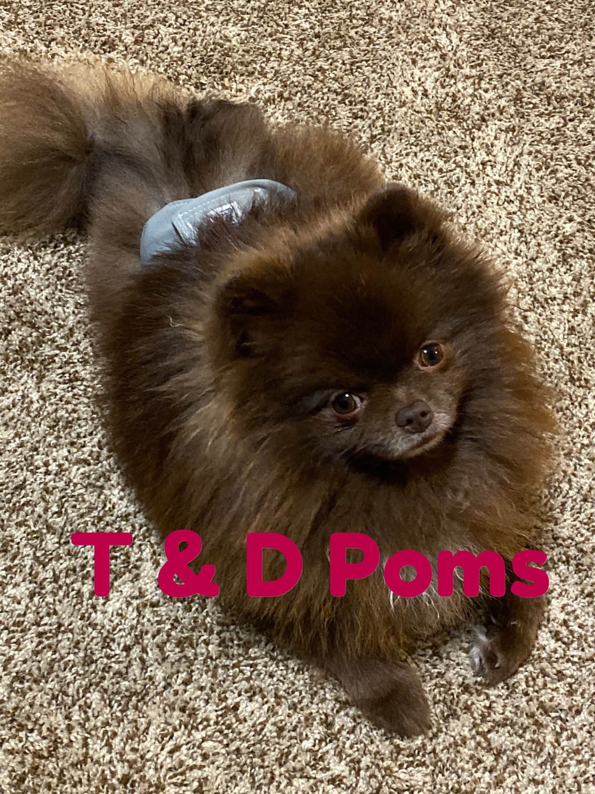 1 merle male Pom pup breeder image 28