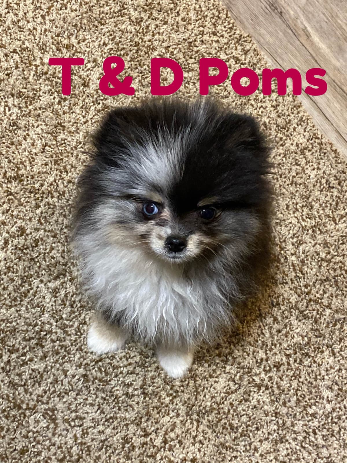 1 merle male Pom pup breeder image 27