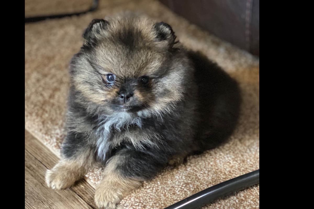 1 merle male Pom pup breeder image 29