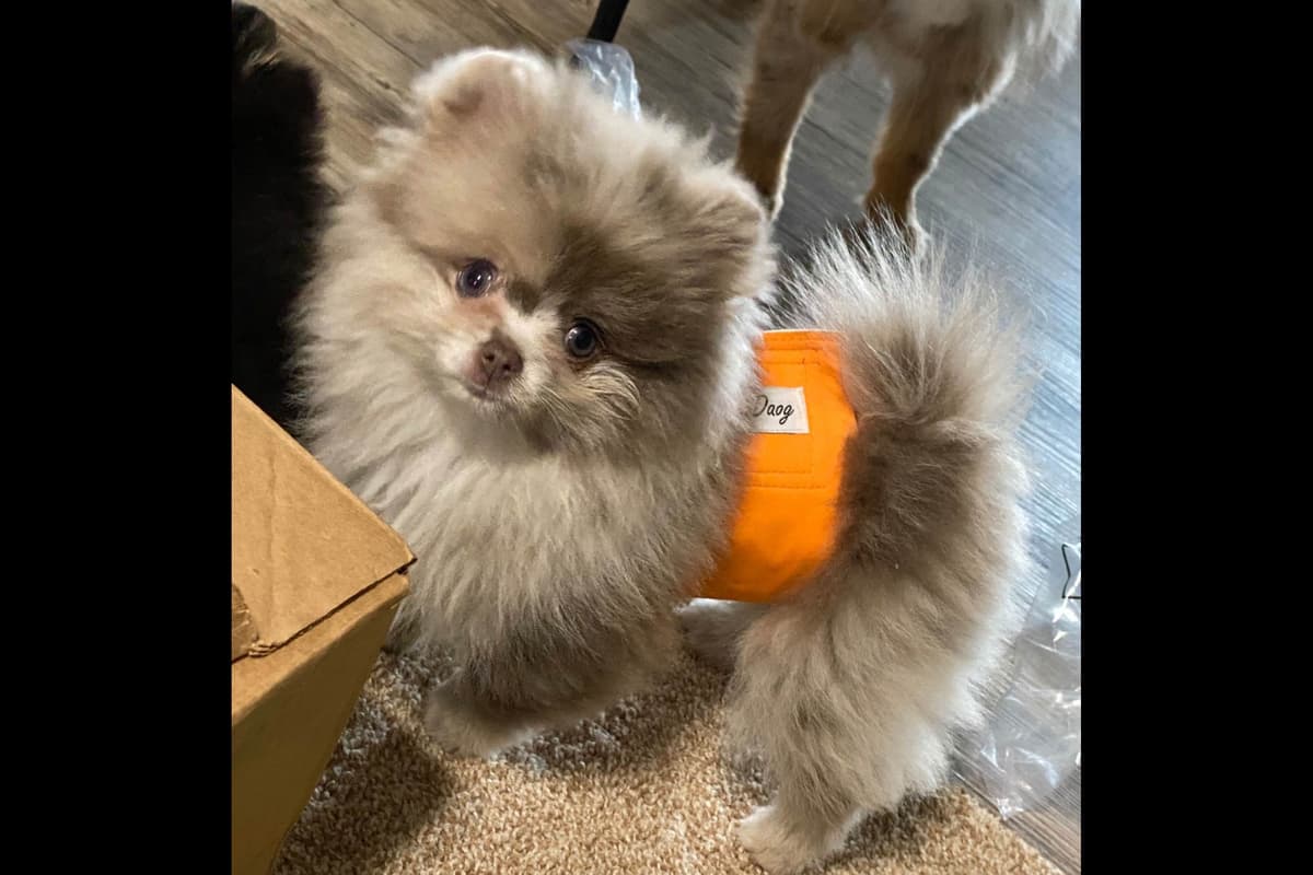 1 merle male Pom pup breeder image 30