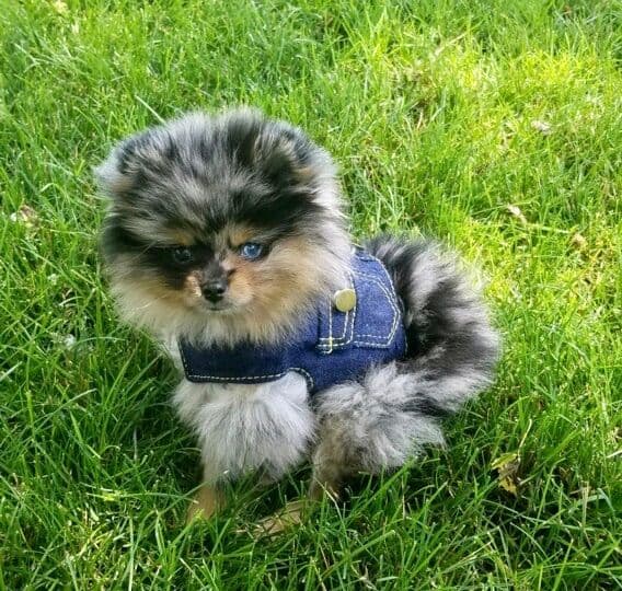 1 merle male Pom pup breeder image 32