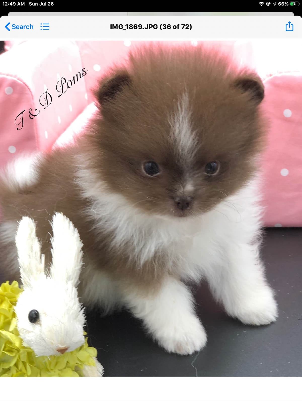 1 merle male Pom pup breeder image 33