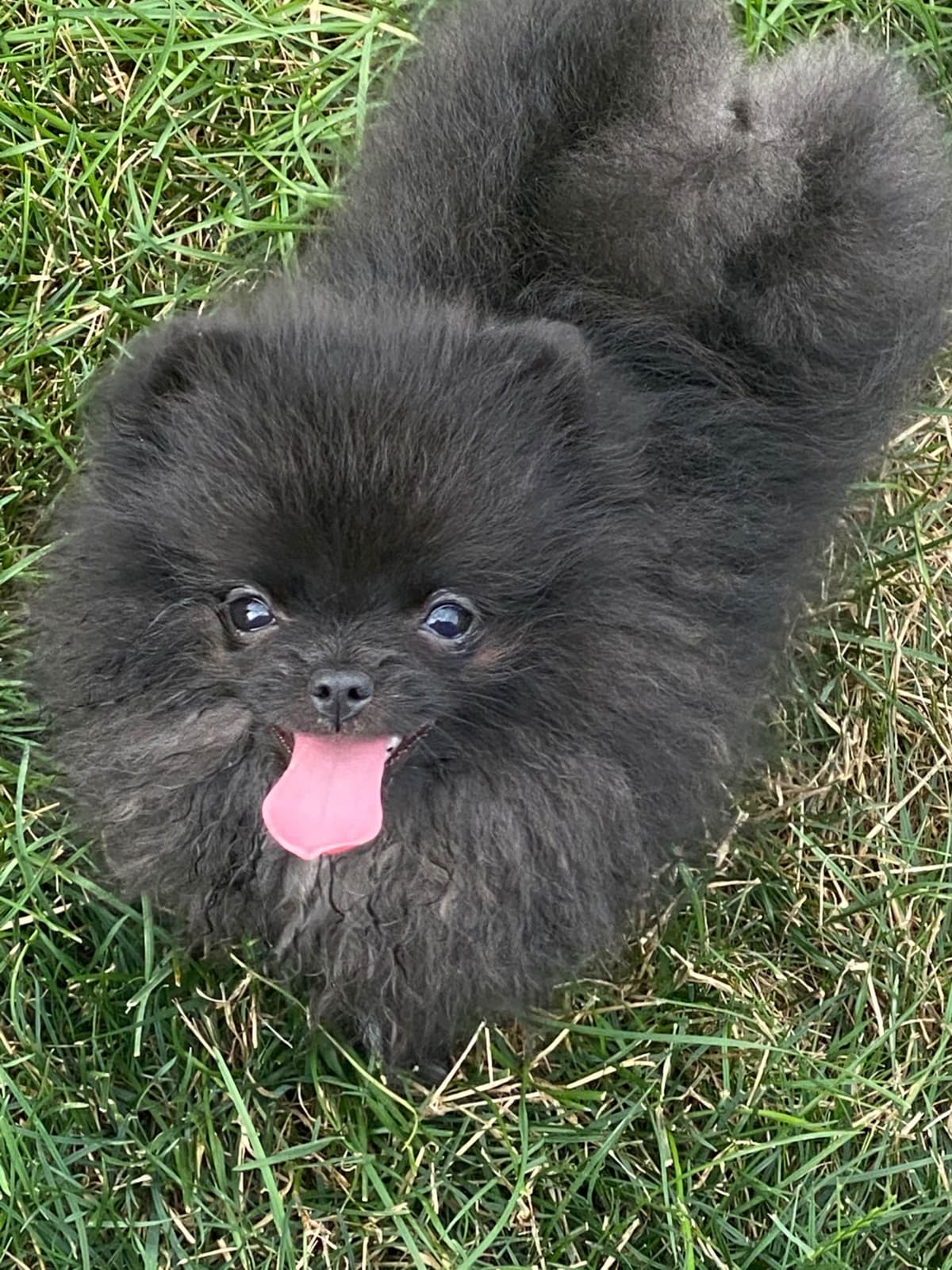 1 merle male Pom pup breeder image 34