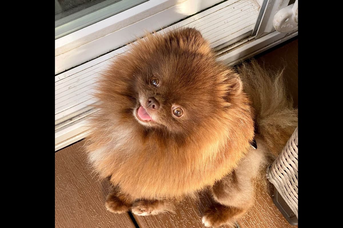 1 merle male Pom pup breeder image 35